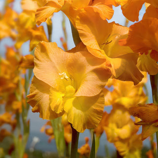  Mixed color gladiolus corms spring planting summer blooming varieties