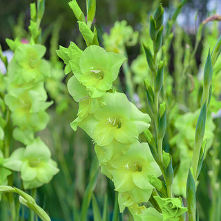  Mixed color gladiolus corms spring planting summer blooming varieties