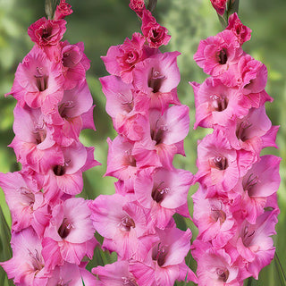  Mixed color gladiolus corms spring planting summer blooming varieties