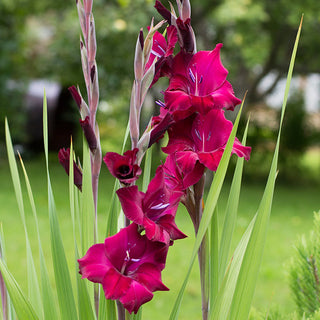  Mixed color gladiolus corms spring planting summer blooming varieties