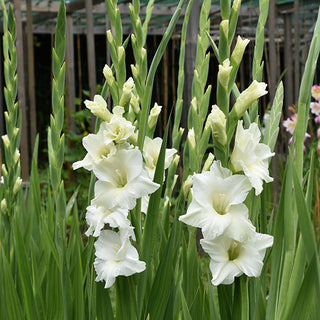  Mixed color gladiolus corms spring planting summer blooming varieties
