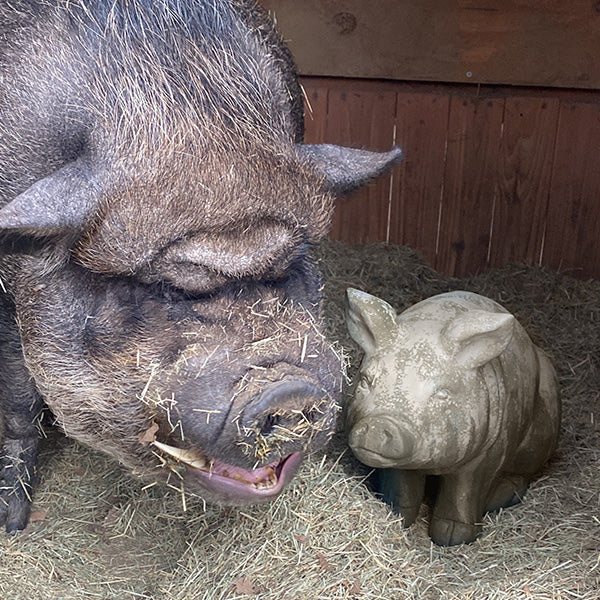 BIG Wilbur Sitting Pig Accent - Default Title - Decor Steals