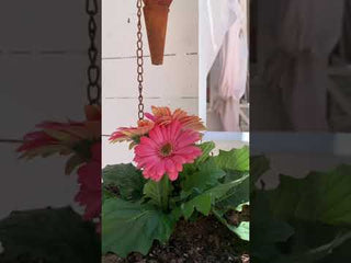 hanging funnel planter Two-Tier Rusted Finish Hanging Funnel Planter
