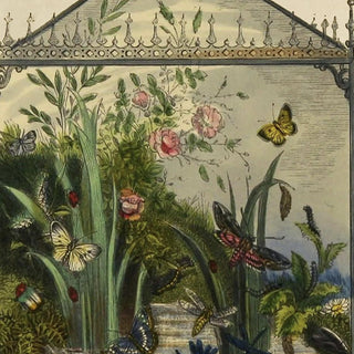 Natural history wall art featuring Victorian era entomology study with flora and fauna terrarium scene