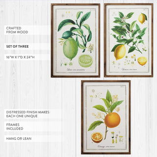Framed citrus botanical prints set of three