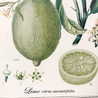 Vintage lime botanical illustration wall art
