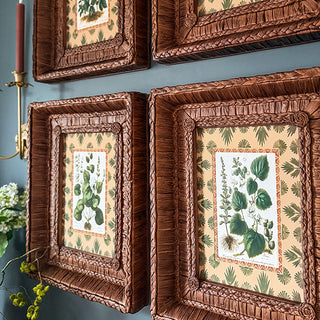 Botanical Framed Prints with Woven Frames, Set of 4