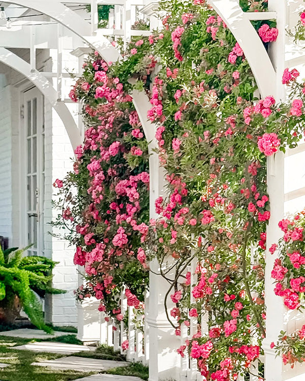 Rose 'Peggy Martin' 3 Gallon Live Climbing Rose Plant