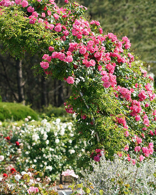 Rose 'Peggy Martin' 3 Gallon Live Climbing Rose Plant