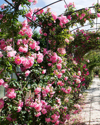 Rose 'Peggy Martin' 3 Gallon Live Climbing Rose Plant