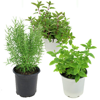 Peppermint, Chocolate Mint and Rosemary, Set of 3
