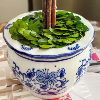 Blue Willow Preserved Boxwood Topiary, Choose Your Style