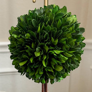 Blue Willow Preserved Boxwood Topiary, Choose Your Style