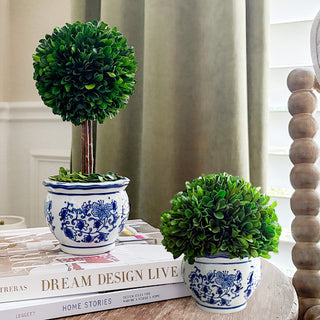 Blue Willow Preserved Boxwood Topiary, Choose Your Style