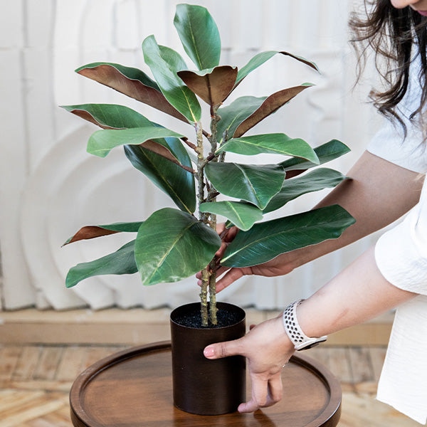 magnolia plant indoor Lifelike Potted Magnolia Tree