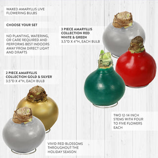 Waxed Amaryllis Live Flowering Bulbs Holiday Collection, Choose Your Set