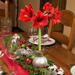 Waxed Amaryllis Live Flowering Bulbs Holiday Collection, Choose Your Set