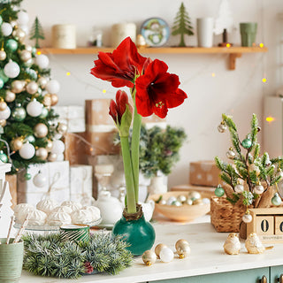 Waxed Amaryllis Live Flowering Bulbs Holiday Collection, Choose Your Set