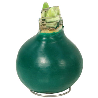 Waxed Amaryllis Live Flowering Bulbs Holiday Collection, Choose Your Set