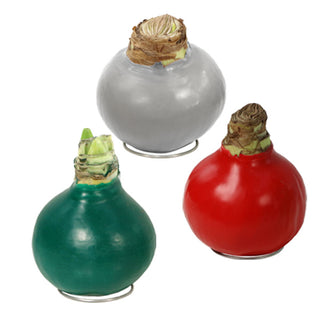Waxed Amaryllis Live Flowering Bulbs Holiday Collection, Choose Your Set