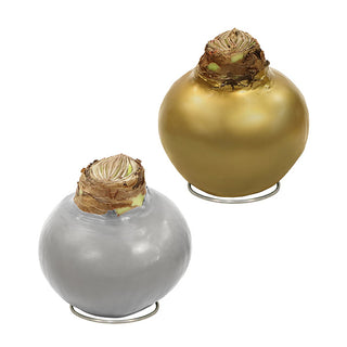 Waxed Amaryllis Live Flowering Bulbs Holiday Collection, Choose Your Set