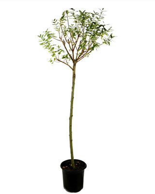 1 Gallon Hakuro Nishiki Dappled Willow Live Shrub Tricolor Foliage