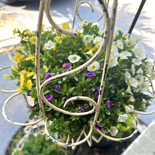 hanging baskets
