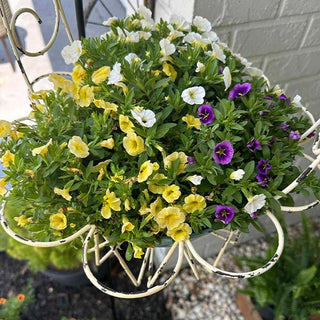 hanging baskets