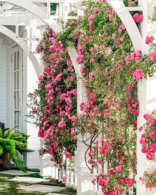 peggy martin rose seeds Rose 'Peggy Martin' 3 Gallon Live Climbing Rose Plant