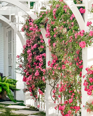Rose 'Peggy Martin' 3 Gallon Live Climbing Rose Plant
