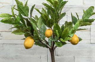 3 Foot Tall Potted Lemon Tree