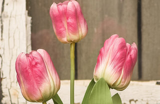 Lifelike Potted Pink Tulips