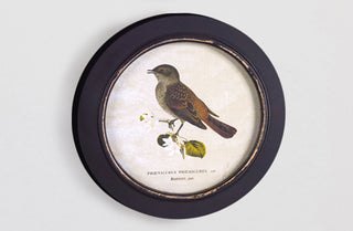 Framed Bird Prints, Set of 3
