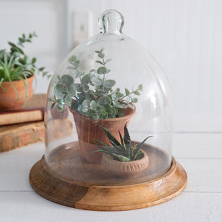 Overized Glass Bell Shaped Cloche with Wood Base, Pick Your Size