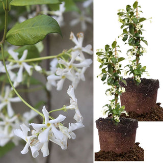 Potted Jasmine Plants, Set of 2