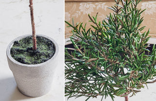 Potted Rosemary Plant, Set of 2