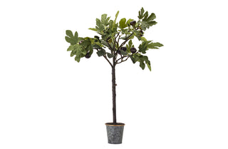 Potted Fig Plant