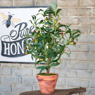 Handcrafted Potted Olive Topiary