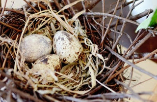 Natural Quail Bird Nests, Set Of 6