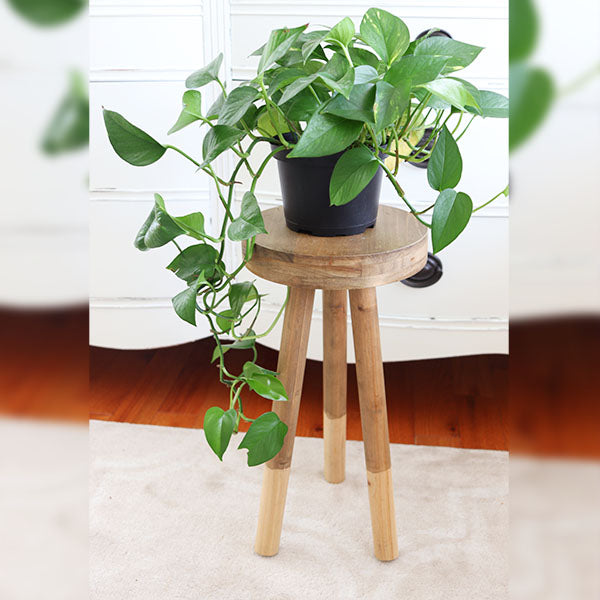 money plant steal Stand