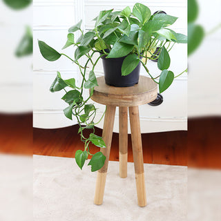 Steal It Box: Spring/Summer 2022 Edition- Two-Toned Stool Riser
