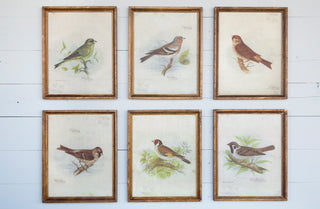 *LARGE* Vintage Bird Prints  Set of 6