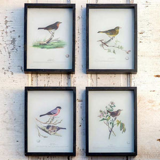 Framed Vintage Bird Prints  Set of 4