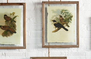 Large Framed Bird Pictures  Set of 4