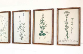 Wooden Framed Botanical Prints  Set of 6