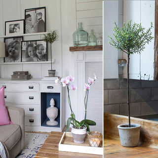 potted myrtle plant Potted Myrtle Tree - Traditional Farmhouse