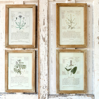 *HUGE* Framed Botanical Art Prints  Set of 4