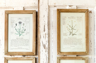 *HUGE* Framed Botanical Art Prints  Set of 4