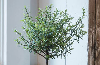 Potted Myrtle Tree