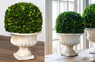 Potted Boxwood Topiary Ball